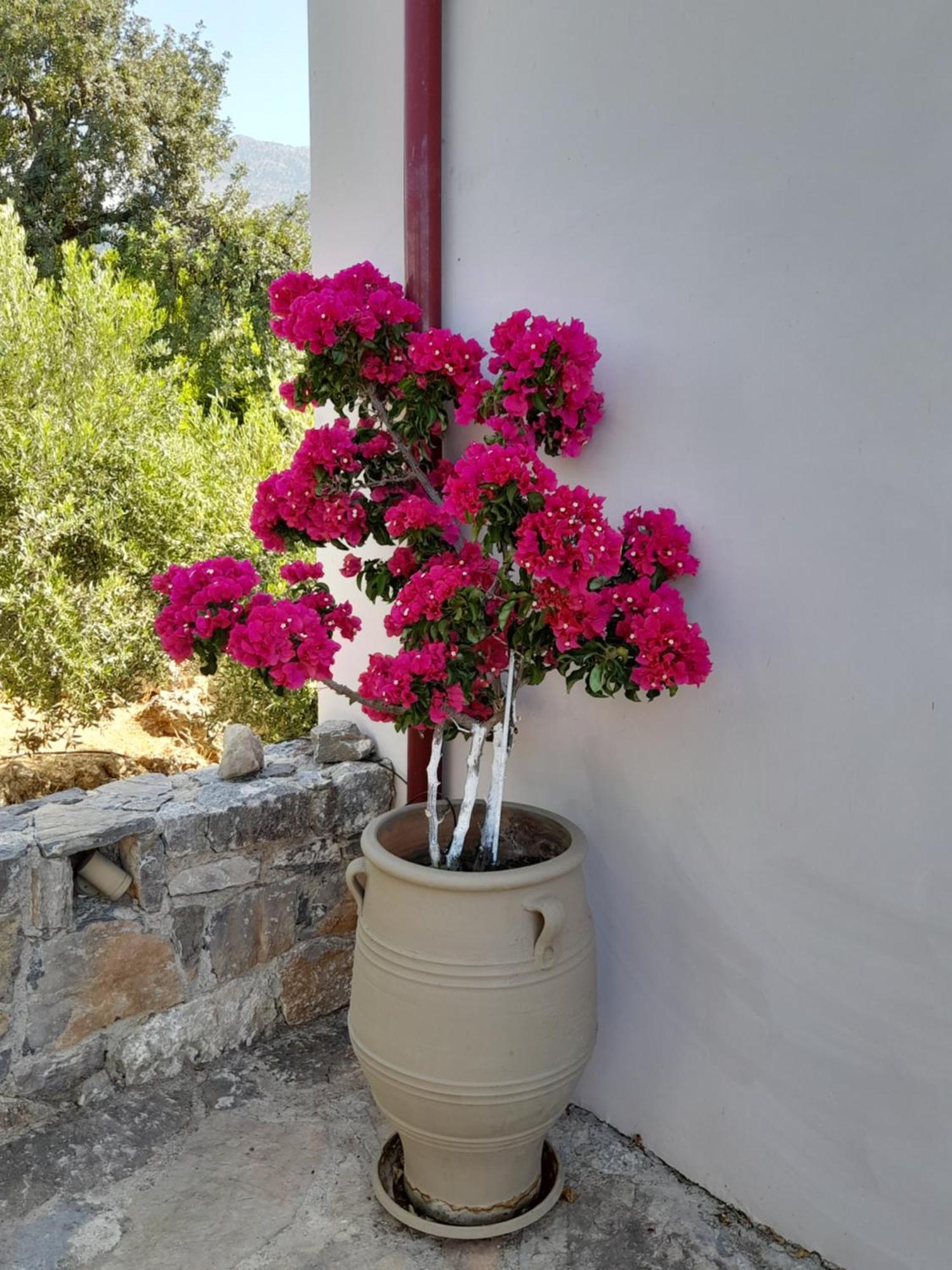 "Villa Kastania" Melidoni, Chania, Crete Dış mekan fotoğraf