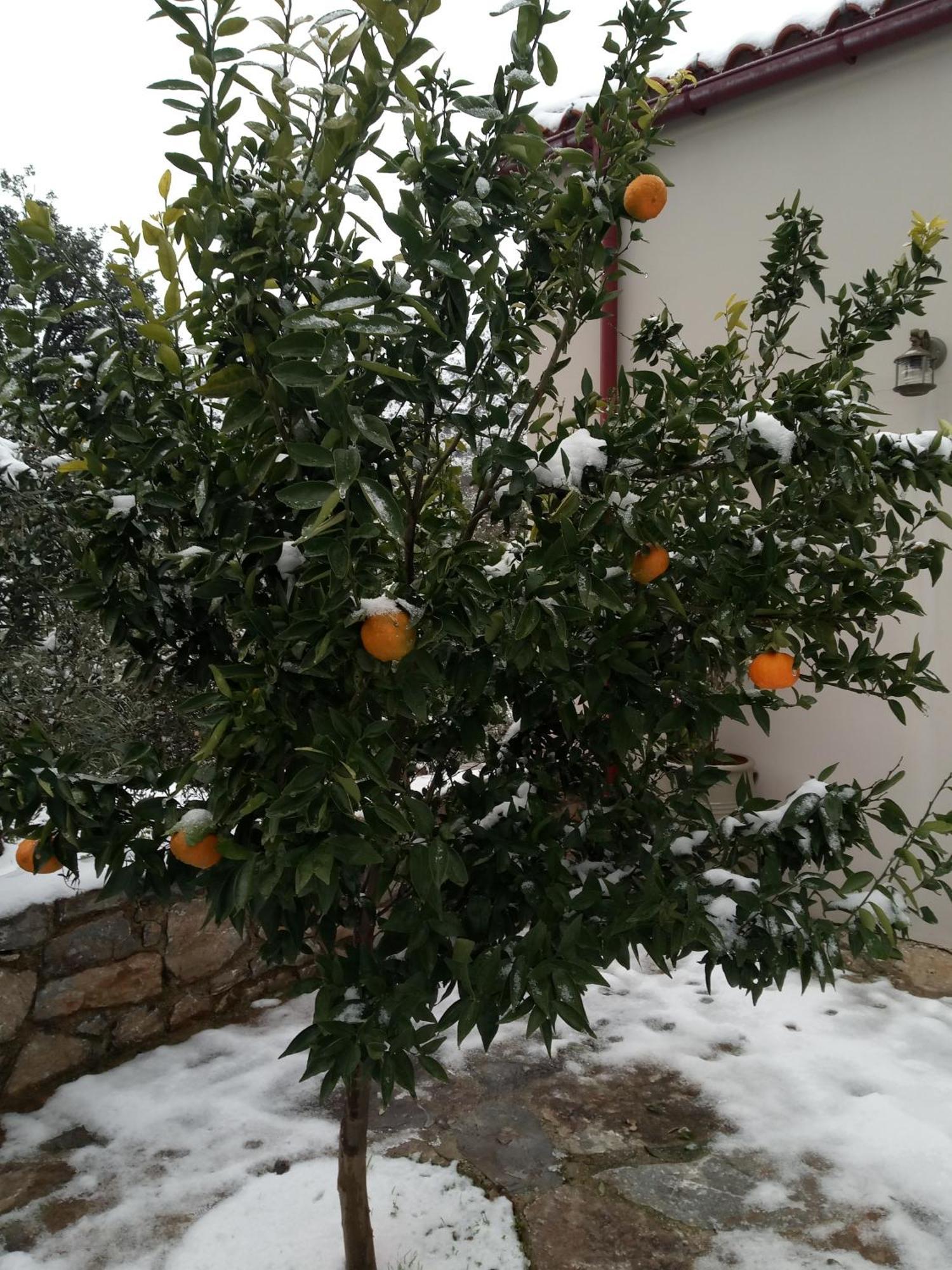 "Villa Kastania" Melidoni, Chania, Crete Dış mekan fotoğraf